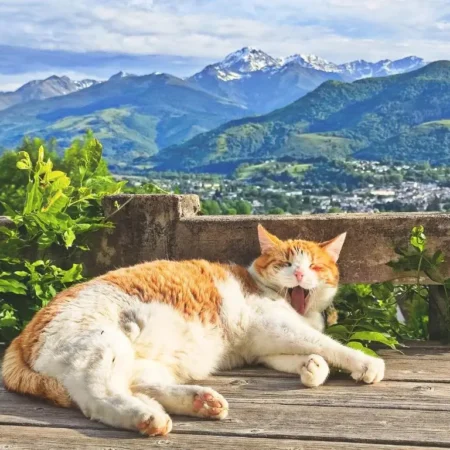 Hi Pyrenees