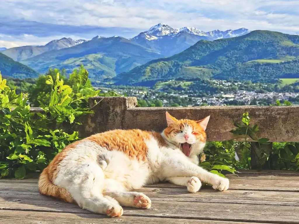 Hi Pyrenees