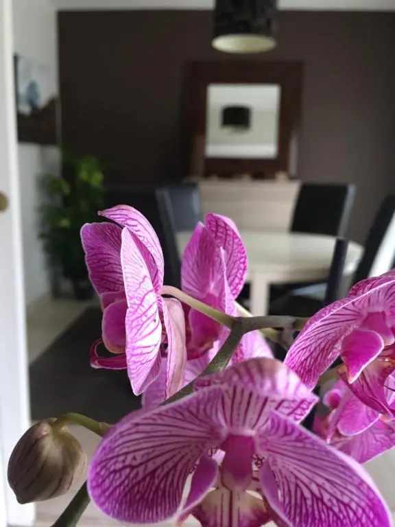 Nano house begles