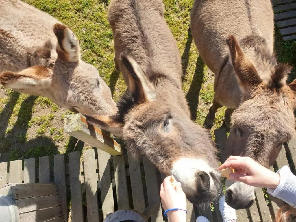 camping de la ferme aux anesses