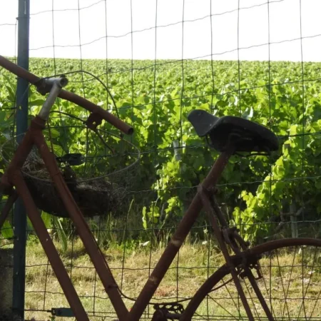 Au Coeur des Vignes