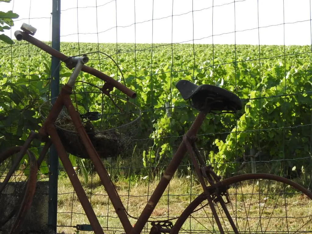 Au Coeur des Vignes