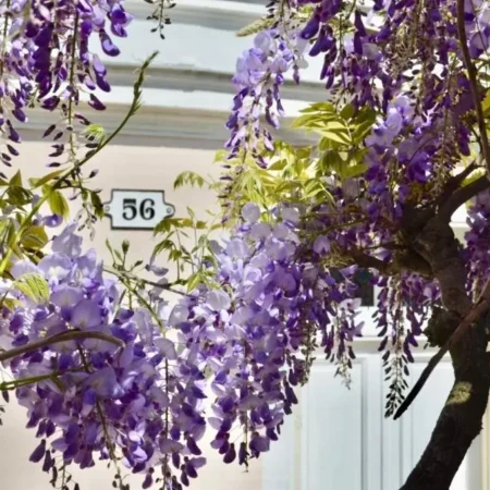 Wisteria