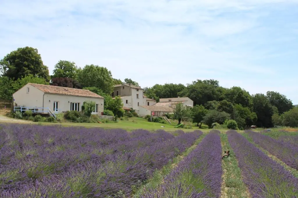 Les Anes de Forcalquier