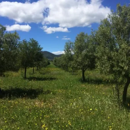 domaine de camp joyeux