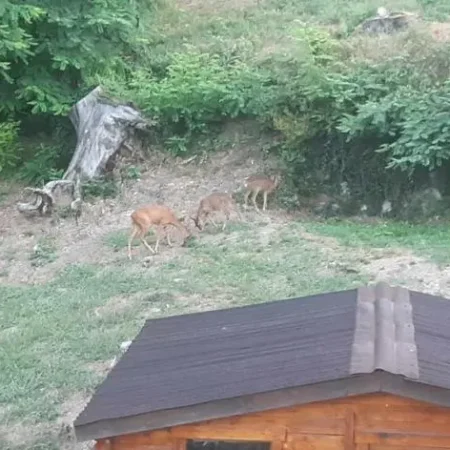 Gites Les Cimes – Ariege